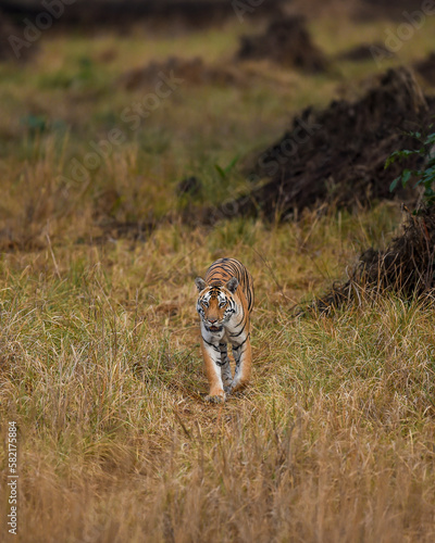 wild bengal female tiger or panthera tigris tigris moving or walking head on in morning safari at grassland landscape or field at kanha national park forest tiger reserve Khatia madhya pradesh india photo