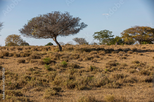 Caatinga Brasileira - Brazilian Biome - Umbuzeiro (Spondias tuberosa L)