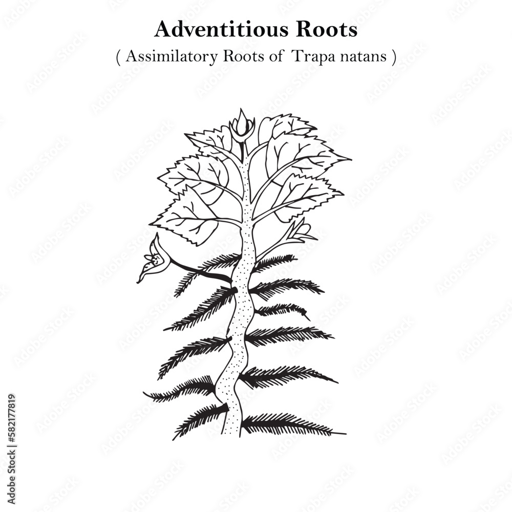 Assimilatory Root