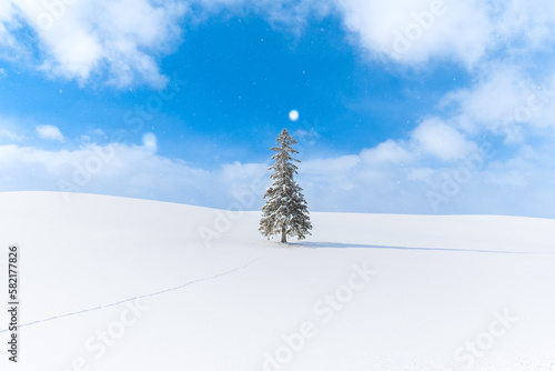 雪降るクリスマスツリーの木　冬　（北海道　美瑛）