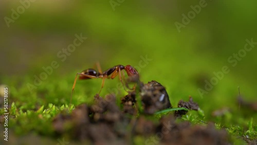macro video of ants at work