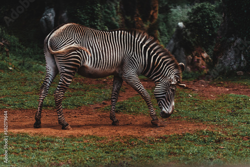 Close-up shot of a zebra in the field