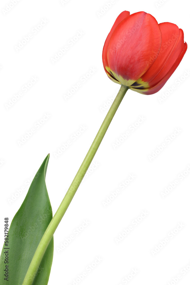 Red tulip Red tulip