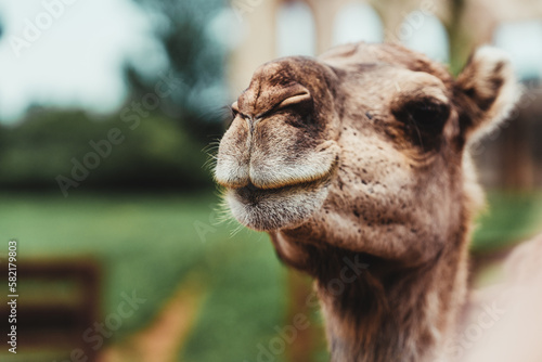 Close-up shot of a camel on a blurred background © Jessica Aparicio Martínez/Wirestock Creators