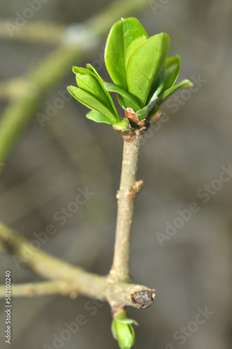 Bourgeon de feuilles sur un arbuste en gros plan