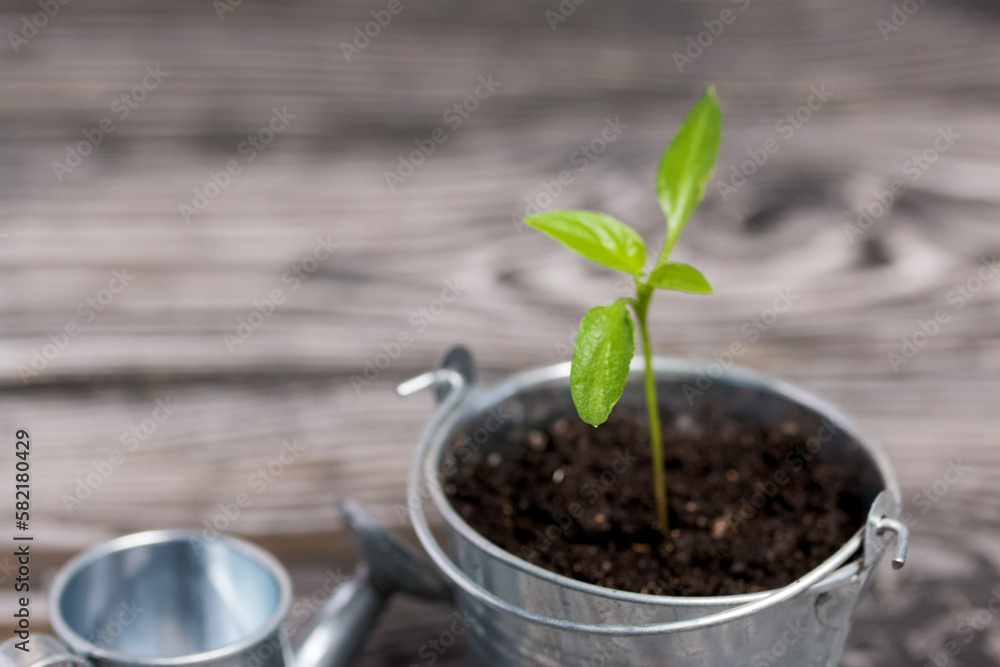 Growing seedlings in a miniature metal bucket. Next to it is a miniature watering can. Green seedling sprouts. Close-up. Growing seedlings in a miniature metal bucket. Next to it is a miniature watering can. Green seedling sprouts. Close-up.