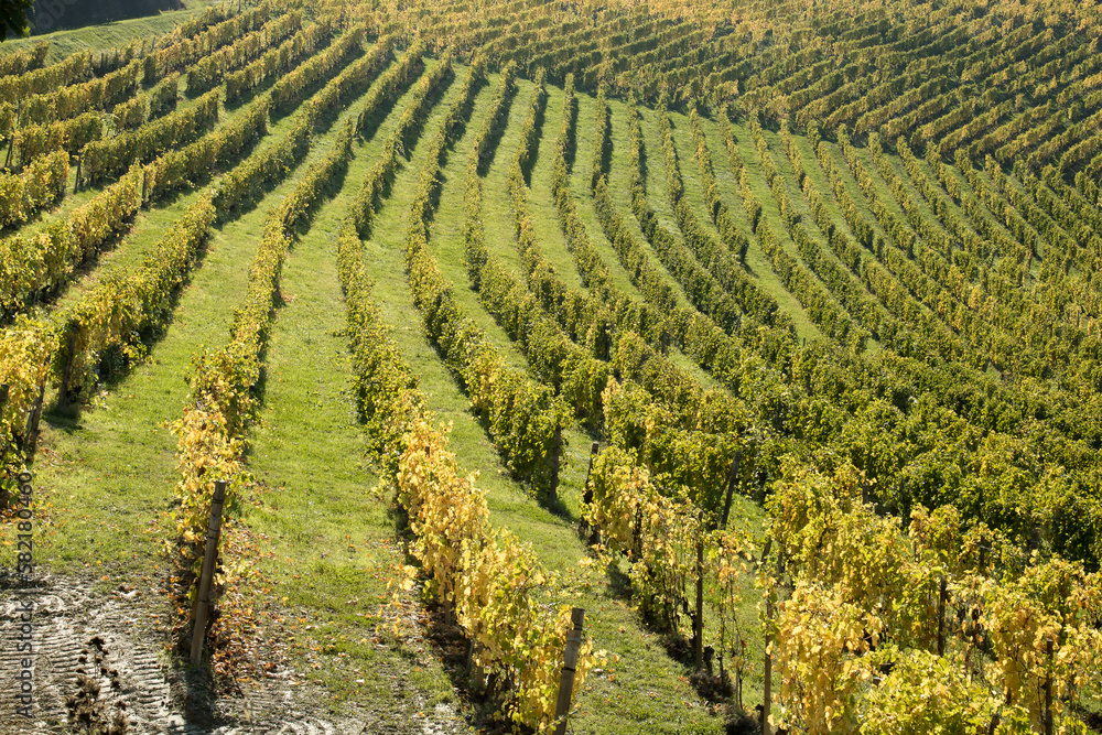 Rows of vine.
Rows of vine with yellow leaves for autumn season. Langhe area, Piemonte, Italy.