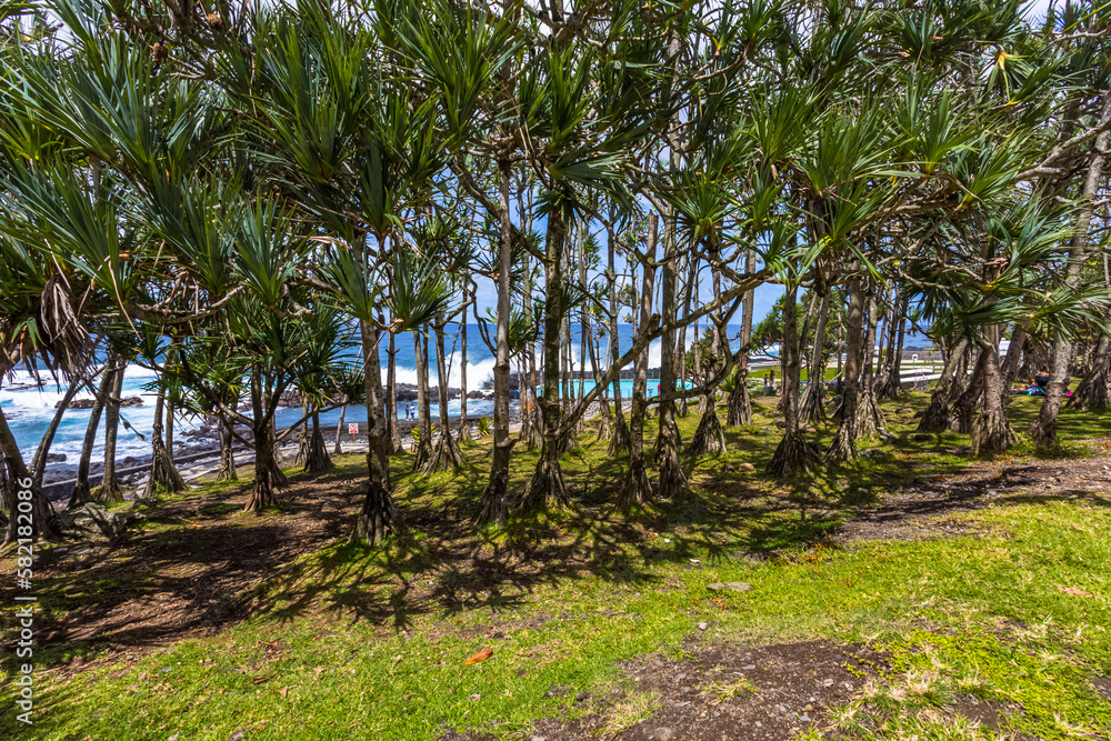 Obraz premium Sous les pandanus de Baril-les-Bains, île de la Réunion 