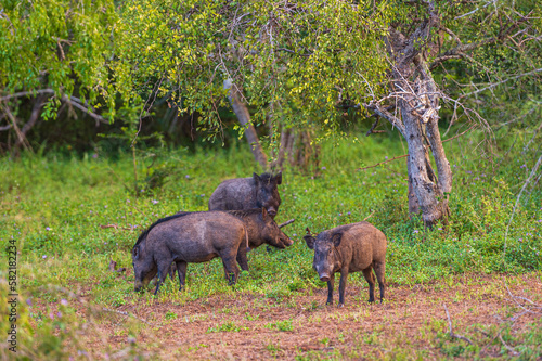 Wild boar in the National Park