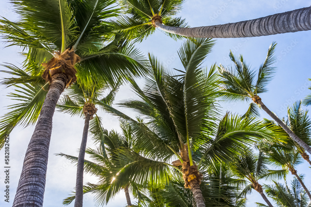 Obraz premium Cocotiers 