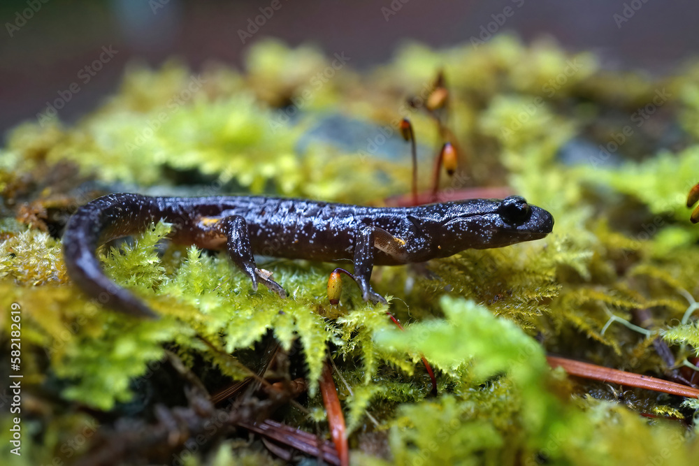 Macro shot of a ensatina (Ensatina eschscholtzii) on a green plant in Oregon, USA Macro shot of a ensatina (Ensatina eschscholtzii) on a green plant in Oregon, USA