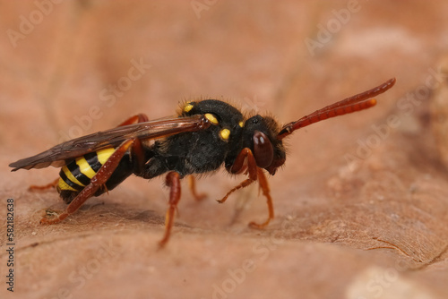 Close-up shot of a wasp sitting on a dry leaf © Henk Wallays/Wirestock Creators