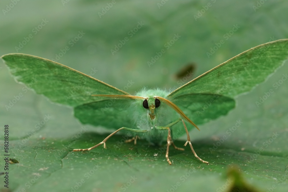 Frontal closeup on the Emerald geometer moth, Geometra papilionaria sitting with open wings Frontal closeup on the Emerald geometer moth, Geometra papilionaria sitting with open wings