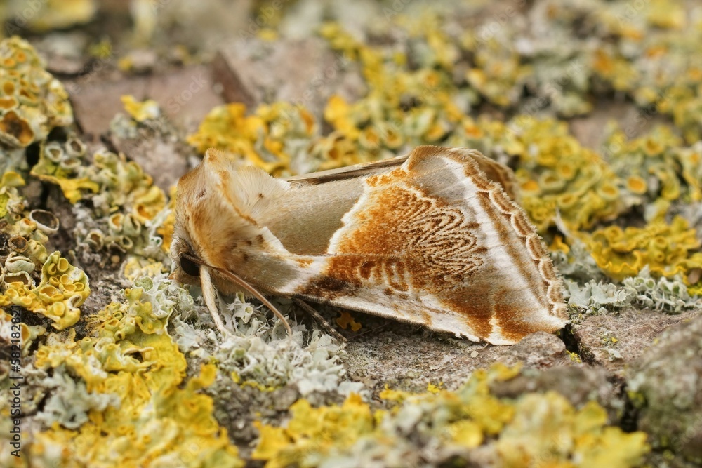 Closeup on the colorful buff arches owlet moth, Habrosyne pyritoides, sitting on wood