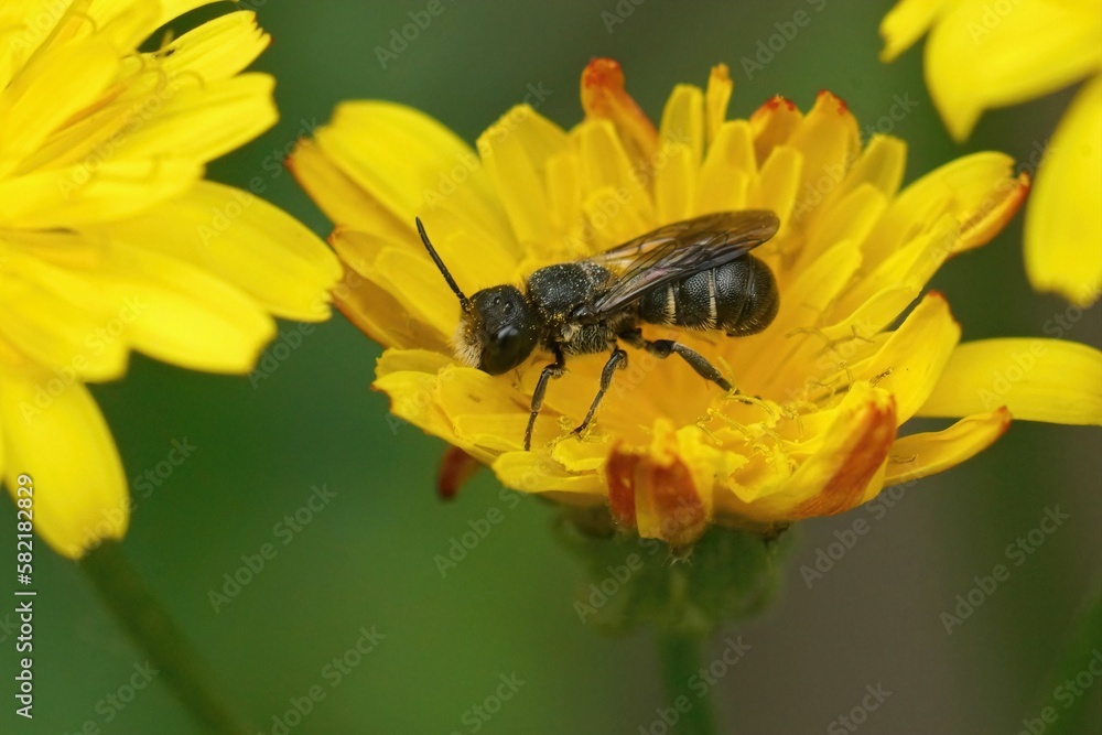 Closeup on a Large-Headed Armoured resin bee, Heriades truncorum sitting in yellow smooth hawksbeard Closeup on a Large-Headed Armoured resin bee, Heriades truncorum sitting in yellow smooth hawksbeard