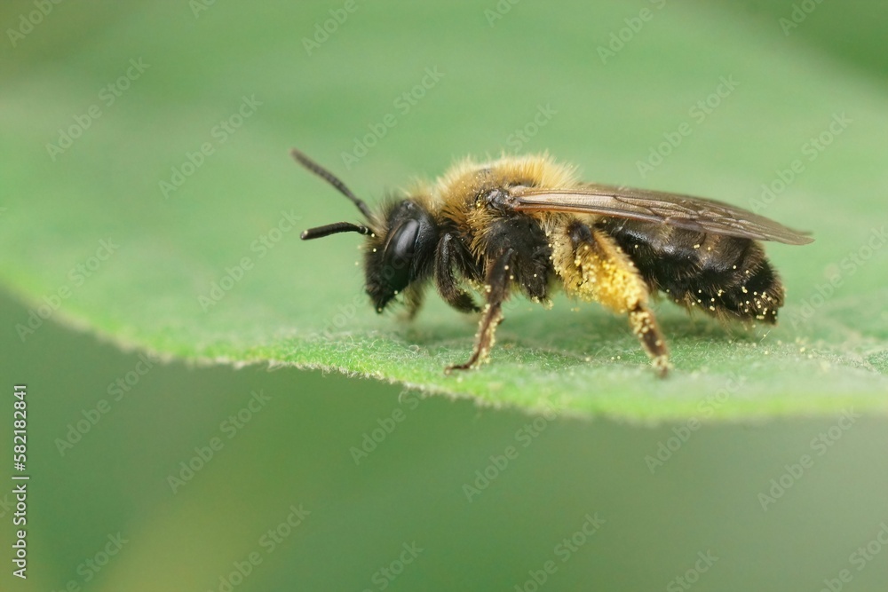 Closeup on a female Gwynne's mining bee, Andrena bicolor resting on a green leaf Closeup on a female Gwynne's mining bee, Andrena bicolor resting on a green leaf