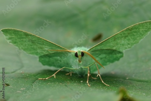 Frontal closeup on the Emerald geometer moth, Geometra papilionaria sitting with open wings photo