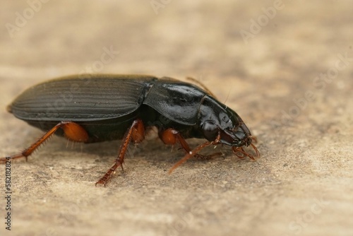 Closeup on a rather large ground beetle, Harpalus rubripes, sitting on a peice of wood photo