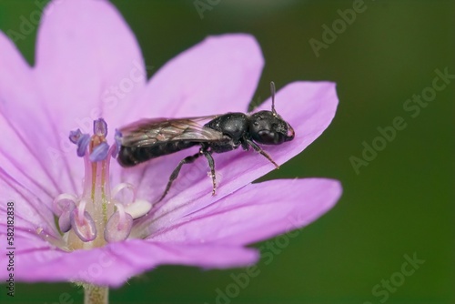 Closeup on a small harebell carpenter bee, Chelostoma campanularum, in a purple Geranium pyrenaicum