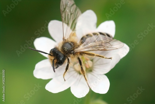 Closeup on a male Yellow-legged mining bee, Andrena flavipes , 2nd generation on a white Geranium
