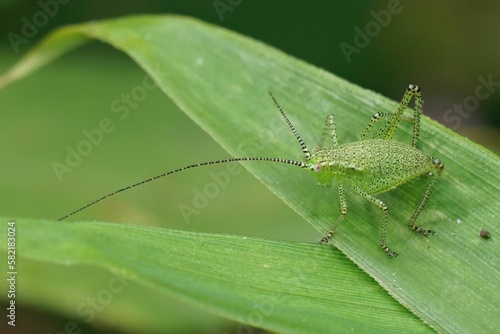 Closeup on green nymph of Speckled bush cricket, Leptophyes punctatissima hiding in the vegetation © Henk Wallays/Wirestock Creators