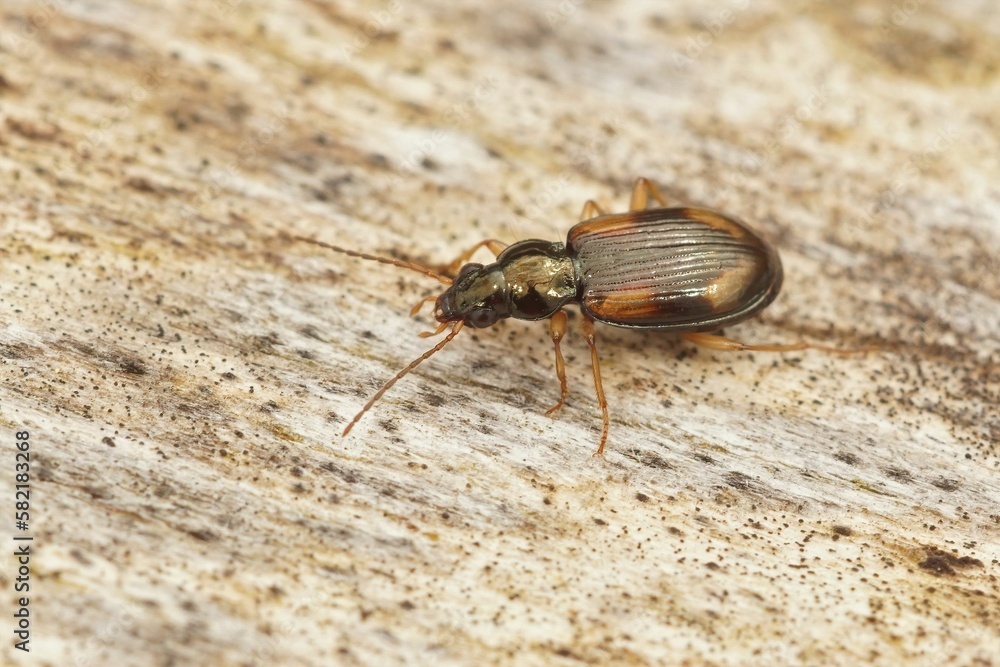 Closeup on a rather small ground beetle, Bembidion tetracolum , Closeup on a rather small ground beetle, Bembidion tetracolum ,