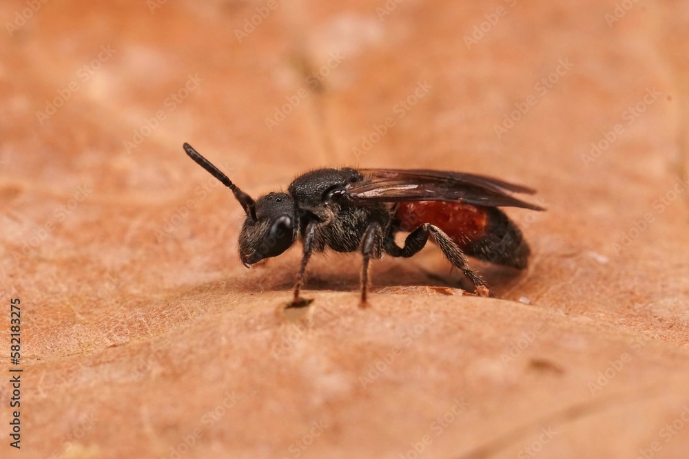Closeup on a brilliant red cleptoparasite dark winged blood bee, Shecodes gibbus Closeup on a brilliant red cleptoparasite dark winged blood bee, Shecodes gibbus