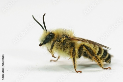 Closeup on a hairy male Pantaloon bee, Dasypoda hirtipes ona white background