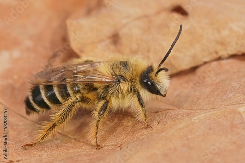 Closeup on a hairy male Pantaloon bee, Dasypoda hirtipes