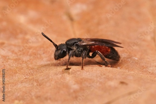 Closeup on a brilliant red cleptoparasite dark winged blood bee, Shecodes gibbus