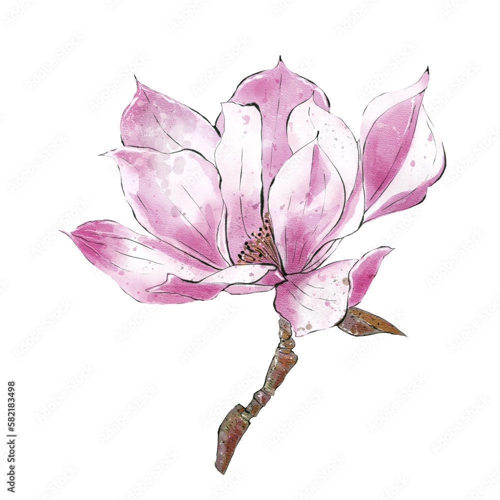 Fototapeta premium Magnolia branch, botanical hand drawing illustration. Design element for wedding invitation and greeting card
