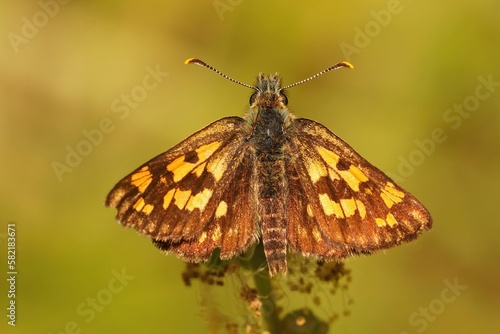 Closeup on the rare Chequered skipper, Carterocephalus palaemon sitting with open wings photo