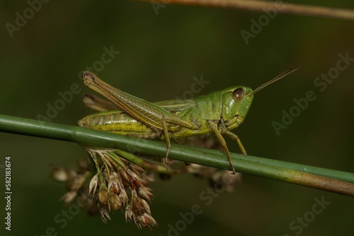 Closeup on the Common European Meadown grasshopper, Pseudochorthippus parallelus