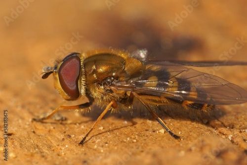 Closeup on a yellow striped, haire-eyed Syrphus torvus hoverfly photo