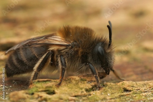 Closeup on a female Early cellophane bee, Colletes cuniculariussitting on the ground © Henk Wallays/Wirestock Creators