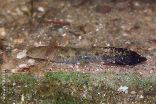 Adorable Sardinian brook salamander in closeup
