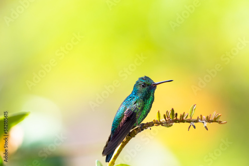 Glittering Blue-chinned Sapphire hummingbird perched on a small branch contrasted against a yellow background.