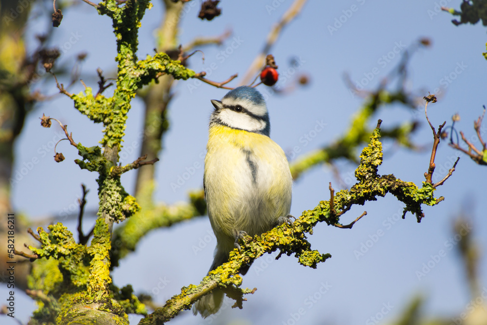 Isolated close-up of a young blue tit in the evening sun (Cyanistes caeruleus) Isolated close-up of a young blue tit in the evening sun (Cyanistes caeruleus)