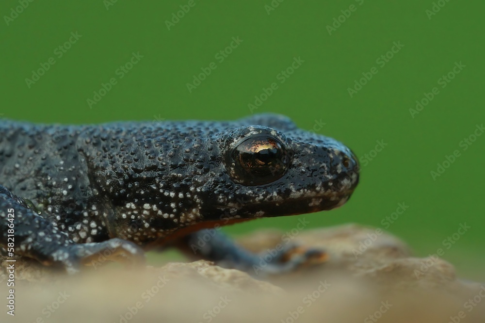 Closeup on a Balkan crested newt, Triturus ivanbureschi against a green background