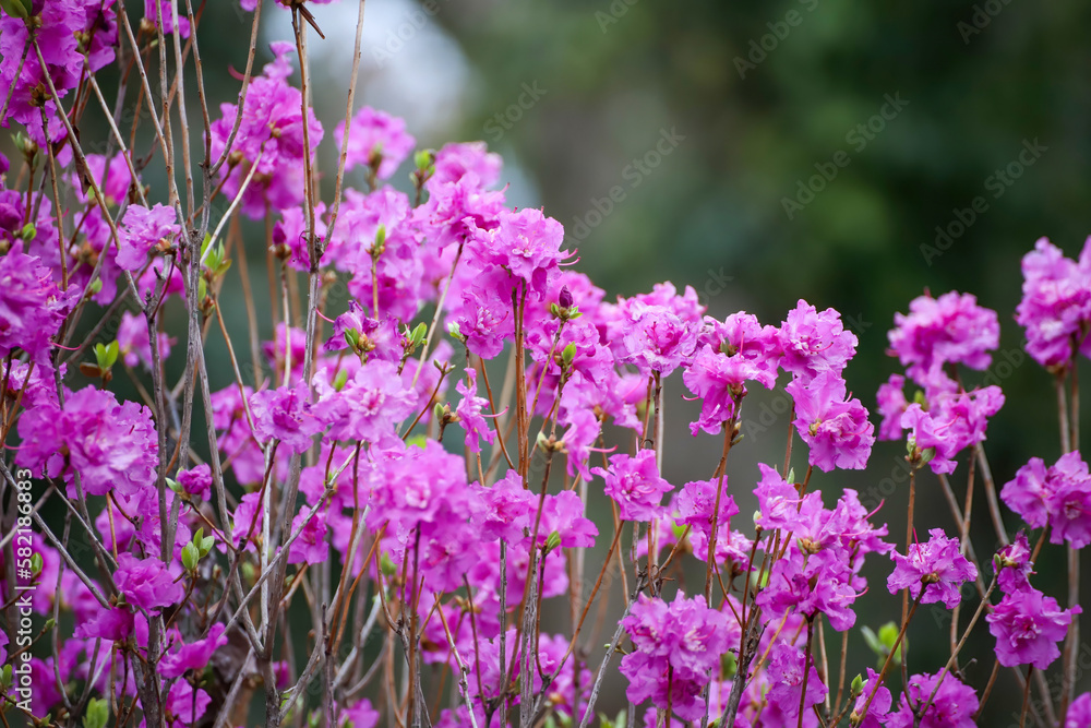 Fototapeta premium 三つ葉つつじの花