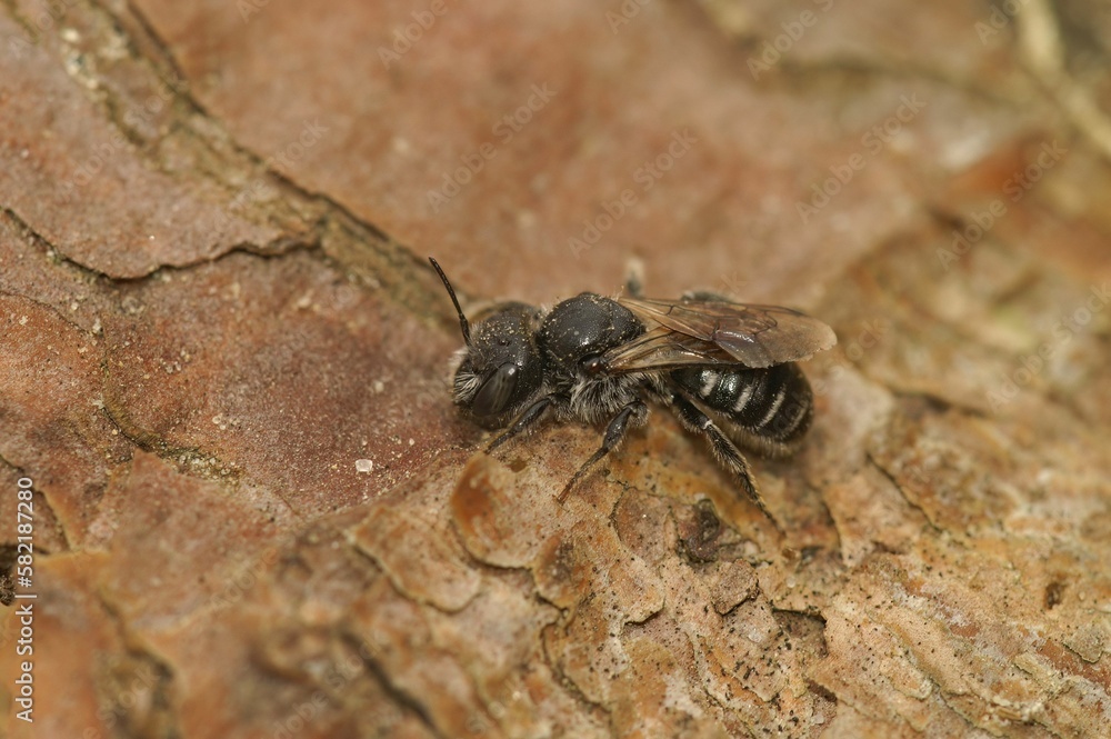 Macro shot of a small Mason bee sitting on a rough surface of a tree trunk Macro shot of a small Mason bee sitting on a rough surface of a tree trunk