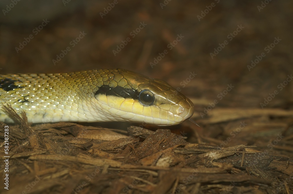 Selective closeup focus of a red-tailed green ratsnake (Gonyosoma oxycephalum) in a forest Selective closeup focus of a red-tailed green ratsnake (Gonyosoma oxycephalum) in a forest