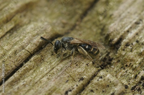Macro shot of a small furrow bee sitting on a wooden surface