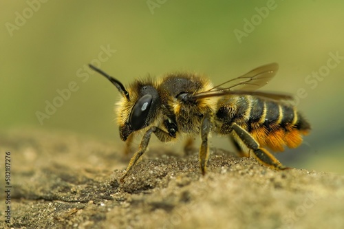 Macro shot of an alfalfa leafcutting bee on the ground