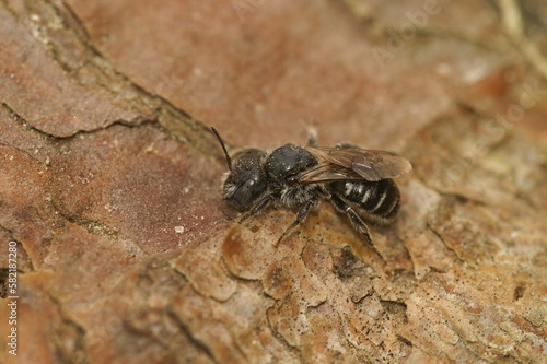 Macro shot of a small Mason bee sitting on a rough surface of a tree trunk © Henk Wallays/Wirestock Creators