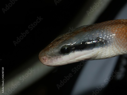 Selective closeup focus of a Taiwan beauty snake (Elaphe taeniura) on a dark background