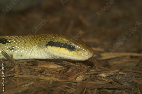 Selective closeup focus of a red-tailed green ratsnake (Gonyosoma oxycephalum) in a forest
