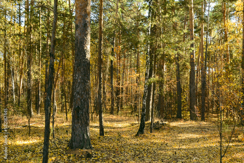 Fototapeta Naklejka Na Ścianę i Meble -  Thicket of autumn forest on a sunny day