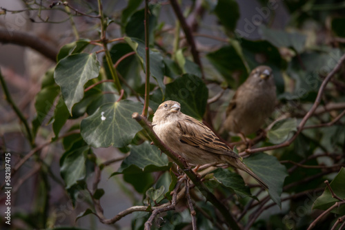 sparrow on a branch © Ylfograph