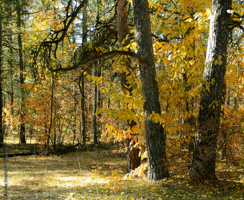 Two pine trunks in a dense thicket of an autumn forest on a sunny day